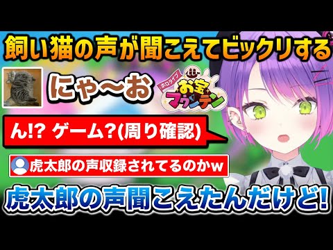 お宝マウンテンプレイ中、突然飼い猫「虎太郎」の声が聞こえてきてビックリするトワ様【常闇トワ ホロライブ】