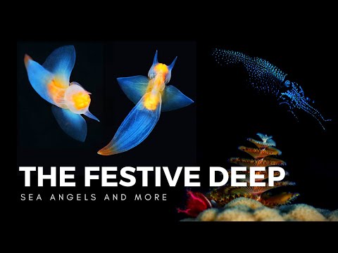 Christmas in the Deep Sea