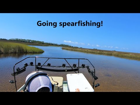 Spearfishing for sheepshead and mullet