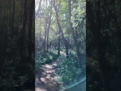 Beautiful trees and joyful sky mindful moment #shorts #mindful