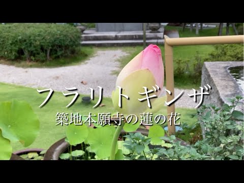 築地本願寺の蓮の花と平和な日常