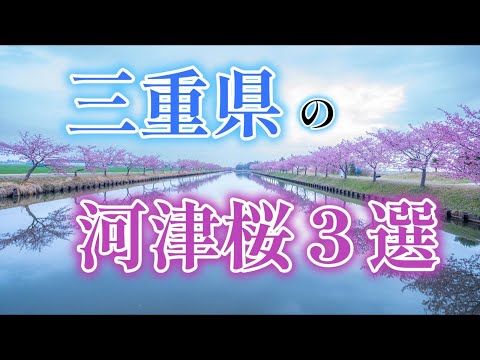 三重県で観る事のできる河津桜3選 　｜笠松河津桜ロード｜ごんべえ桜｜河村瑞賢公園｜