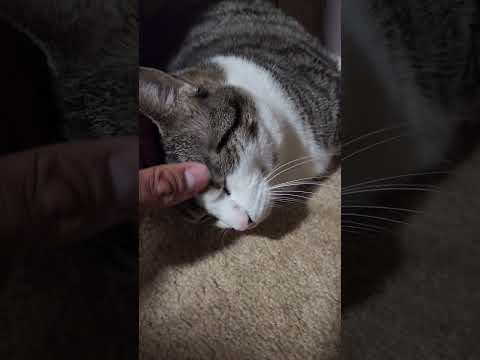 Lily The Cat Broke Her Finger [1 Week Update]