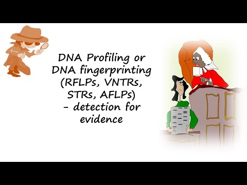 DNA profiling or DNA fingerprinting using RFLPs, VNTRs, STRs or AFLPs help detect evidencen