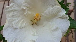 Hibiscus Grafting tips and best method to get more colours in a single plant .