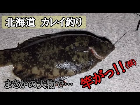 【北海道の釣り】太平洋の海で投げ釣り🐟️超肉厚のカレイ料理がうまーい😋