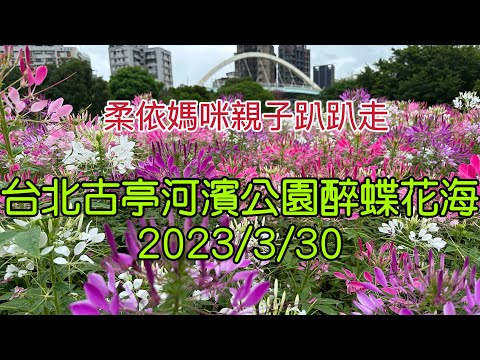 台北 古亭河濱公園 醉蝶花海 2023/3/30