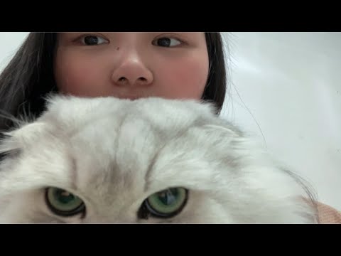 不听话的猫猫就需要熬一熬