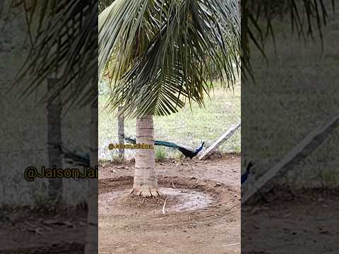 Peacock part3#shortsfeed #peacock #godmurugan #murugan#murugansongs #muruga #murugubalamurugan#mayil