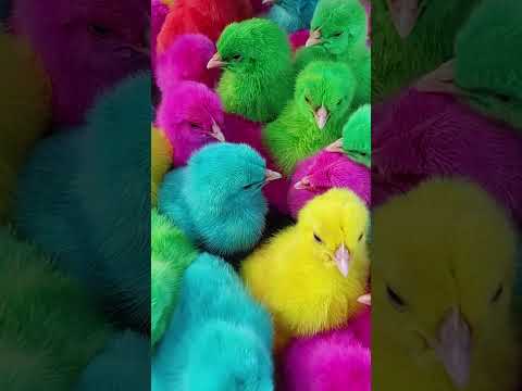 PAINTED MURGI BABY COLOUR CHICKS #murgichicks #shortfeed #hen #shorts