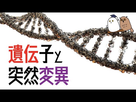 【ゆっくり解説】突然変異の威力：DNAと遺伝子のちがい【科学 / 遺伝子】