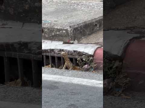 Street Lizard #thailand #lizard #shorts