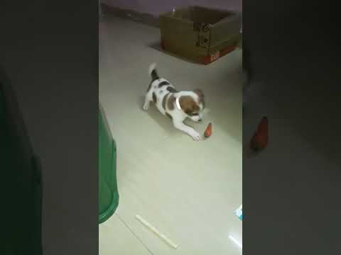 #rocket  Small Cute Dog Playing With Carrot  Funny Videos  #pets #funnydogs #doglover