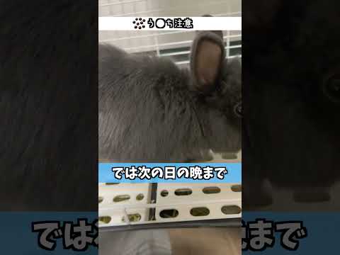 うさぎを飼う前に必ず知っておいて欲しいことートイレ編【ネザーランドドワーフのコッペ】#ネザーランドドワーフ #うさぎ  #うさぎのいる暮らし #ウサギ #うさぎのいる生活 #shorts