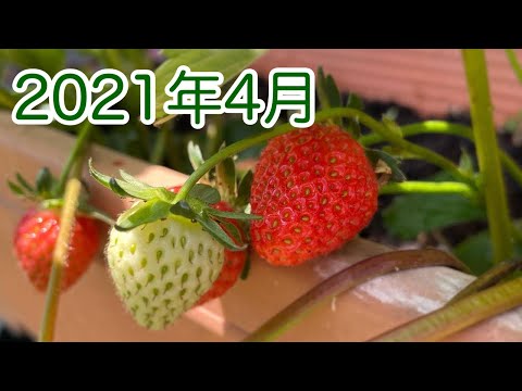 2021年4月の家庭菜園の様子　【家庭菜園だより】 vegetables