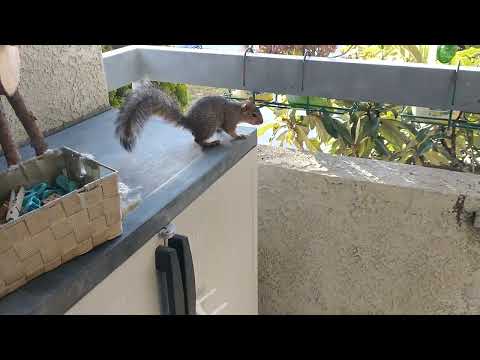 Белки на балконе хозяйничают🐿️🐿️