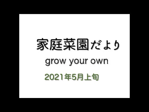 2021年5月上旬の家庭菜園の様子　【家庭菜園だより】 vegetables