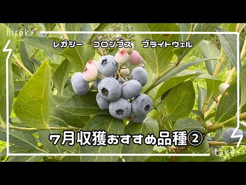 ブルーベリー　７月収獲品種紹介その②2024