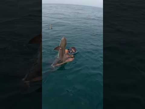 SCUBA STEVE VS. BIG COBIA