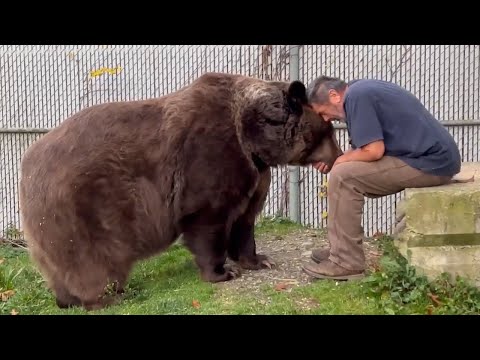 Estos animales se reunieron con sus dueños después de años