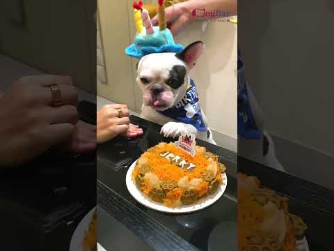 "Jerry's 4th Birthday Bash: Celebrating the CEO of DogBar! 🐾🎂 | Puppy Love & Pet Care Adventures