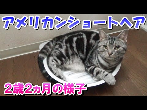 猫鍋気に入った！２歳２ヵ月の様子（アメリカンショートヘア）