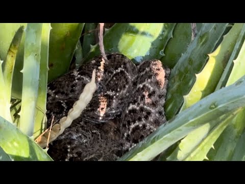 EEK! There’s a RATTLESNAKE in my aloe!