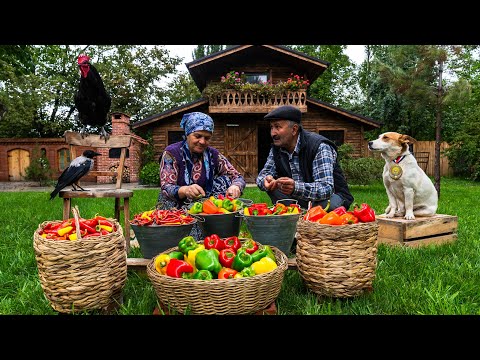 🌶️ Bell Pepper Harvest Making Country Style Bell Pepper Paste