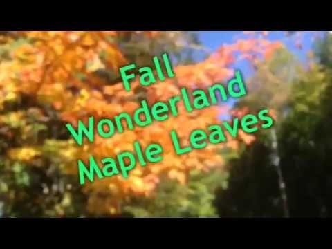 Fall Wonderland in the City of Kawartha Lakes