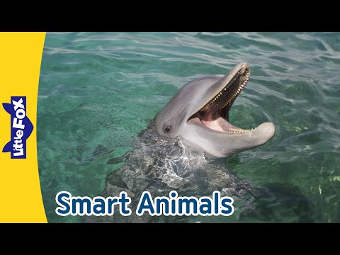 Dolphin, Octopus, Parrot, Gorilla, Elephant |  Smart Animals | Little Fox