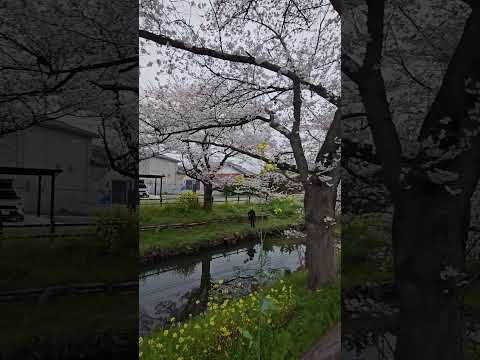 2024/04/05 🇯🇵 川越 新河岸川の櫻 🌸 終於被我等到滿開了~ 櫻花在河裡的倒影不輸目黑川啊啊啊! #shorts #kawagoe #sakura