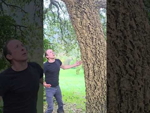 Cork Oak (quercus suber) #arboretum #gardening #adventure #explore #permaculture #ideas #exotic #wow