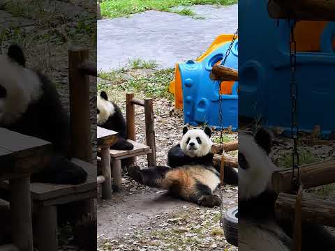 Panda. Sister Ai was stunned by her brother. 愛姉は兄にぶつかって呆然とした顔をした。爱姐被哥哥撞得一脸懵圈。😂😂