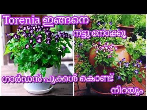 Torenia ഒരാഴ്ച കൊണ്ട് ഗാർഡൻ നിറയെ വളർത്താം | Torenia Care & Propagation