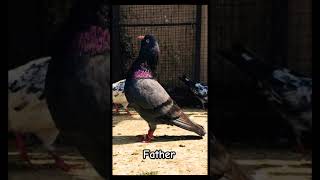 Father Son Duo 💗💗 #pigeon #pigeonbreeds #kabootar #pigeonlove #pigeontypes #homingpigeons #wings