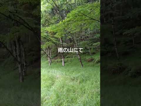 雨の音を山で聴く