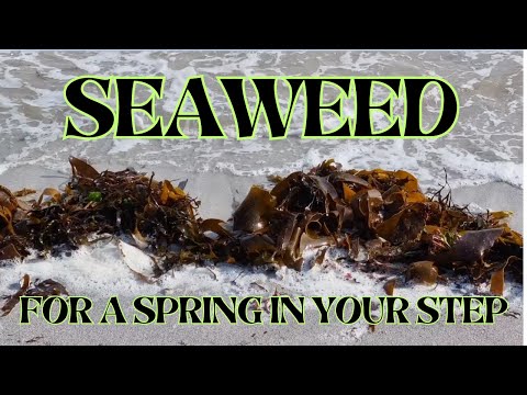 Seaweed - For a Spring in Your Step