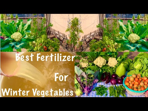 Best Organic Liquid Fertilizer For Winter Vegetable Plants/ Miracle Liquid For Winter Plants