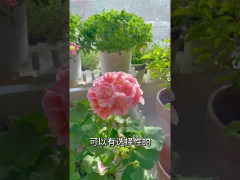 【蓝胖小花匠🎏】春天快要到了，又到了能入手各种植物的季节