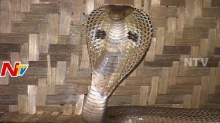 Cobra Appeared At Ganesh Pandal In Khajaguda | Devotees Offer Prayers | NTV