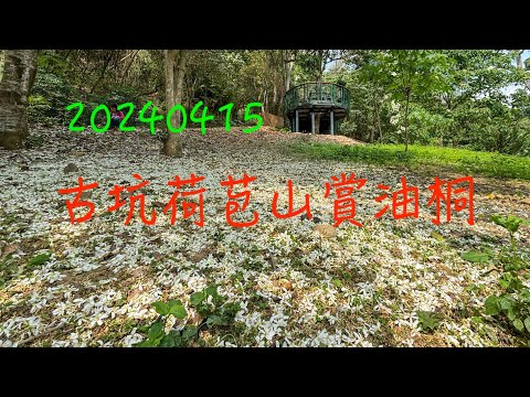 萬ㄟeye台灣20240415古坑荷苞山賞油桐   4K