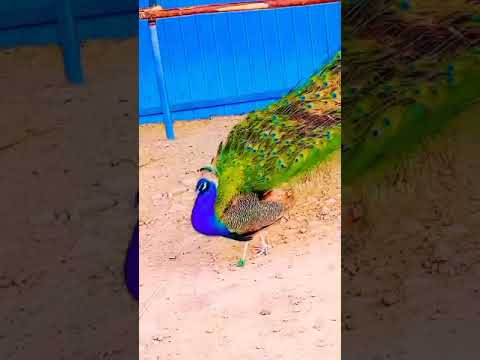 Beautiful  Pecock  Dancing #tending #pecock #beautiful