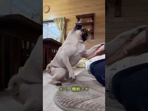 ドン、前のめりのイモタイム🙋🏻‍♂️🍠 #パグ #pug #パグのいる家