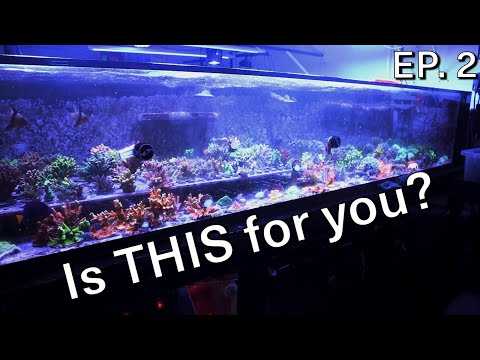 Finding the Ideal Aquarium for YOU