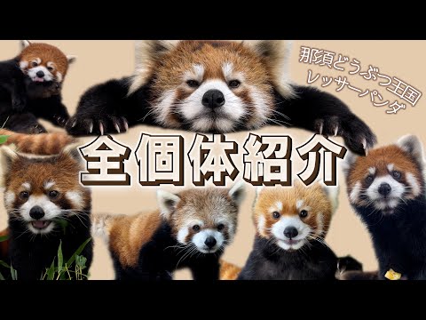 【国際レッサーパンダデー】飼育員撮影の特別映像でレッサーパンダに癒されよう