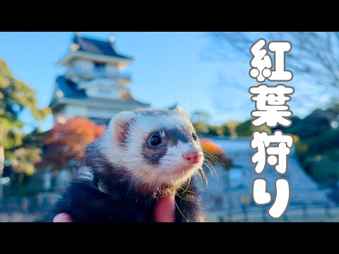 フェレットと一緒に小山城でプチ紅葉狩り🍁【ferret#1707】