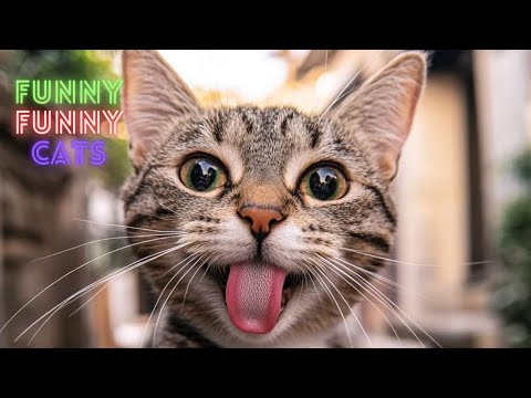 Funny Cat Videos On Youtube😂 Cat Funny Videos 😹 Funny Cat Videos Try Not To  Laugh 😺Part 104