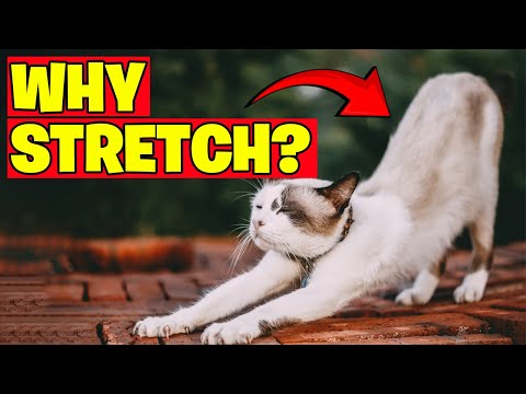 Why Your Cat Stretches When Seeing You