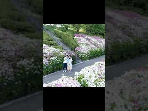 水道つつじ公園 富山県高岡市 #shorts