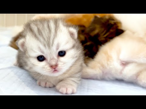 ★まとめ★いつかのクルミ家の子猫達をまとめてみた件【猫のいる生活Vol.714～718】出産動画 マンチカン短足・ミヌエット・ペルシャ猫専門ブリーダー『ペット蔵人』【子猫の成長記録】